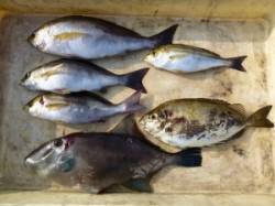 ヒラバエでのカゴ釣り、イサギ32cmを頭に…