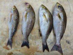 ヒラバエでのカゴ釣り、イサギ32cmを頭にウマズラ・アイゴ
