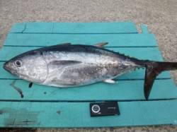 神谷一文字　のませでマグロのビックリ釣果