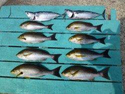 ヒラバエ　カゴ釣りでイサギ・スマガツオ