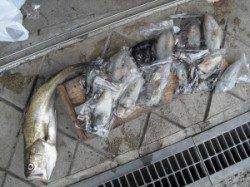 沖ノ島_地ノ島　エギングでアオリイカ15ハイ＆のませでスズキ