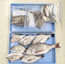 青井イカダでチヌ36.2cmを頭に7匹とカワハギ15匹にアジ