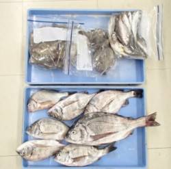 青井イカダでチヌ36.2cmを頭に7匹とカ…