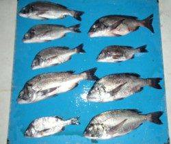 野原磯、チヌ好調です♪45cm越えの良型が連日釣れています