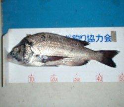 野原磯、チヌ好調です♪45cm越えの良型が連日釣れています