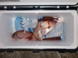 半夜でマダイが釣れだしました、好転に期待で…