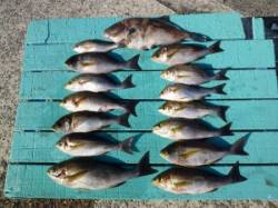 【ヒラバエでも釣れています】カゴ釣りでイサ…