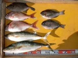 【潮早めです】のこぎりでカゴ釣り　ヒラマサ…