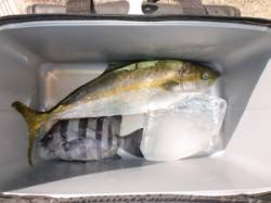 地のこでのフカセ釣り　小マサが釣れました♪…