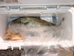 状況は良くないですがヒラマサが良く釣れてい…