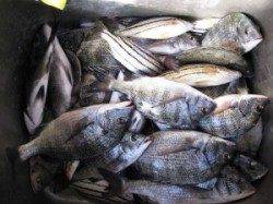 宮崎沖カセ、チヌ35cm頭に27匹！数釣りできます