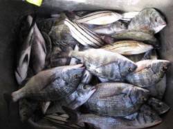 宮崎沖カセ、チヌ35cm頭に27匹！数釣り…