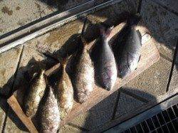 大磯でのオキアミフカセ釣り、グレ・アイゴ