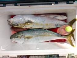 黒島・タイカケ、カゴ釣りで小マサの釣果