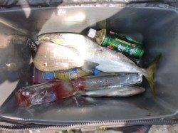 黒島・タイカケ、カゴ釣りで小マサの釣果