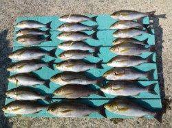 ヒラバエで20匹オーバーのイサキ、カゴ釣りでの釣果