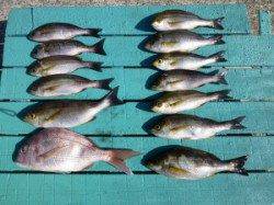 神谷沖一文字外向き、カゴ釣りでマダイもキャッチ！