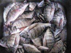 【19日】宮崎沖カセでのチヌ釣り釣果