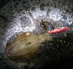 内浦湾波止　エギングでアオリイカ＆コウイカ…