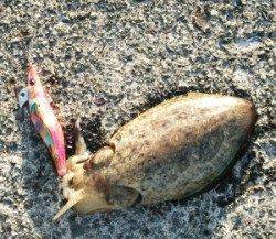 内浦湾波止　エギングでアオリイカ＆コウイカ　笹濁りもイカ釣れてます