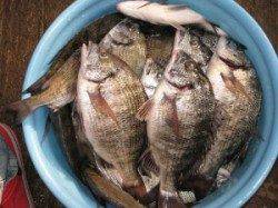 宮崎沖カセ、チヌ39尾と絶好調！！