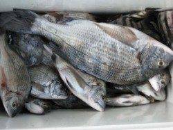 宮崎沖カセ、チヌ39尾と絶好調！！