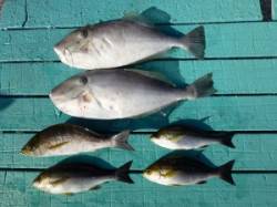 かご飲ませ釣りでツバス！沖一文字内向き釣果…