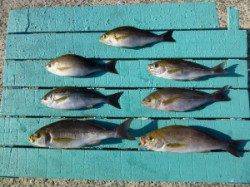 かご飲ませ釣りでツバス！沖一文字内向き釣果