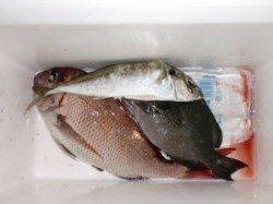 オヨギデでそこそこマダイ、良型アジ、釣れました