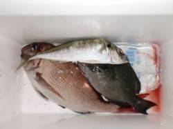 オヨギデでそこそこマダイ、良型アジ、釣れま…