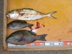 新温泉エリアの磯でフカセ釣り、40cmオー…