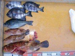 47cmのでっかいアコウが釣れました！