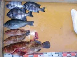 47cmのでっかいアコウが釣れました！