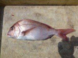 神谷沖一文字外向き、カゴ釣りでマダイ＆イサキの釣果