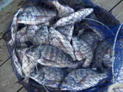 今日の宮崎沖カセは魚種豊富に釣れました