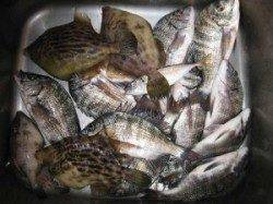 今日の宮崎沖カセは魚種豊富に釣れました