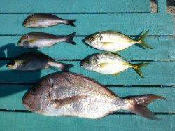 工場裏の波止　夜通し便のカゴ釣りでマダイ・シマアジ・イサギ