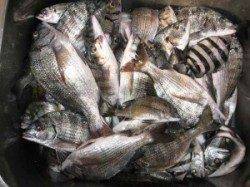 久美浜のカセ　チヌの数釣り楽しめます