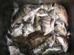 久美浜のカセ　チヌの数釣り楽しめます