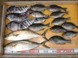 三尾の磯　カゴ釣りでもヒラマサの釣果あり