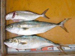 三尾の磯　ショアジギングでのヒラマサ釣果