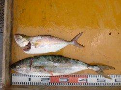 三尾の磯　ショアジギングでのヒラマサ釣果