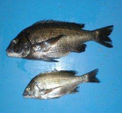 青井イカダでも良型チヌの釣果あり！