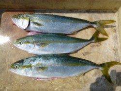 沖一文字内向き、飲ませで40cmオーバーのツバス！