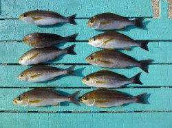 沖一文字外向き、カゴ釣りでイサキ好調！