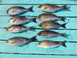 沖一文字外向き、カゴ釣りでイサキ好調！