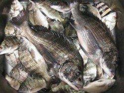 宮崎沖カセでチヌ数釣り、良型もあがっています