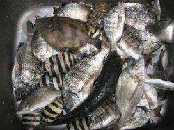 宮崎沖カセでチヌ数釣り、良型もあがっています