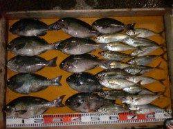 三尾の磯昼のフカセ釣りはヒラマサ８バラシ１ゲット