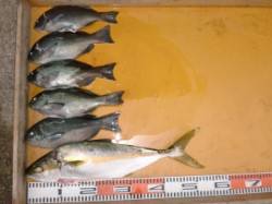 三尾の磯昼のフカセ釣りはヒラマサ８バラシ１…